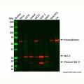 Recombinant Bcl-2 Antibody
