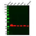Recombinant Bcl-XL Antibody