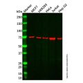 Recombinant BCRP/ABCG2 Antibody