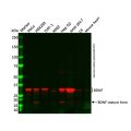 BDNF Antibody