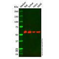 BECN1 Mouse mAb