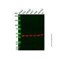 Recombinant beta Actin Antibody