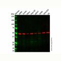 Recombinant beta I Tubulin Antibody