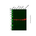 beta III Tubulin Mouse mAb