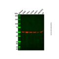 Recombinant beta IV Tubulin Antibody