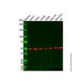 Recombinant beta Tubulin Antibody