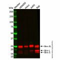 Recombinant Bim Antibody