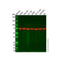 Recombinant BMAL1 Antibody