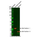Bmf Antibody