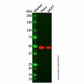 BMP3 Antibody