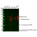 BMP6 Antibody