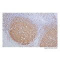 Recombinant BOB1 Antibody
