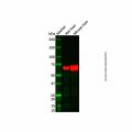 Recombinant Serum Albumin Antibody