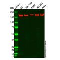 BRCA1 Antibody