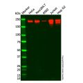 BRG1 Mouse mAb