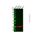 Recombinant BTG1 Antibody