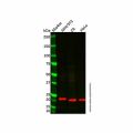 C1QL3/CTRP13 Antibody