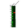 C1s Mouse mAb