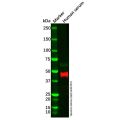 Recombinant C4 binding protein/C4BPB Antibody