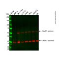 C9orf72 Antibody