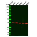 Recombinant CAB39/MO25 Antibody