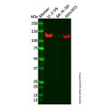 Recombinant cadherin 10 Antibody