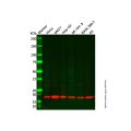 Recombinant Calmodulin 1/2/3 Antibody