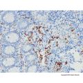 Calretinin Mouse mAb