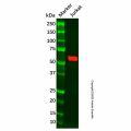 Recombinant CAMKIV Antibody