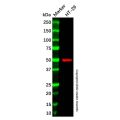Cannabinoid Receptor I Antibody