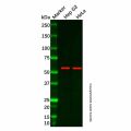CAP1 Antibody