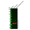 Carbonic Anhydrase 3/CA3 Mouse mAb
