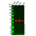 Casein Kinase 1 delta/CSNK1D Mouse mAb