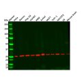 Recombinant Casein Kinase 2 beta Antibody