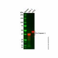 Recombinant Caspase-1 Antibody