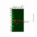 Recombinant Caspase-5 Antibody