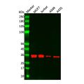 Recombinant Caspase-6/CASP-6 Antibody