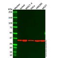 Caspase-7 Mouse mAb