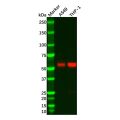 Recombinant Caspase-8 Antibody