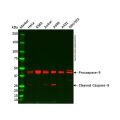 Caspase-9 Mouse mAb
