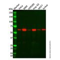 Recombinant Catalase Antibody