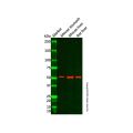 Cathepsin E Antibody