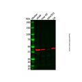 Recombinant Cathepsin L/V/K/H Antibody