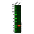 Cathepsin S Mouse mAb