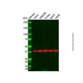 Cathepsin V Antibody