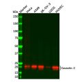 Recombinant Caveolin-2 Antibody