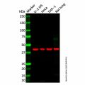CBWD2 Antibody