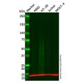 CCL28/MEC Antibody