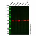 Recombinant CCR3 Antibody