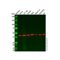 CCR6 Antibody